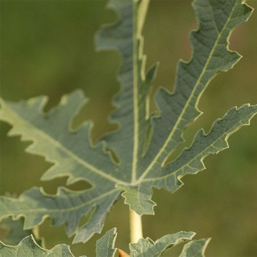 Figuier Icecrystal  (Foliage)