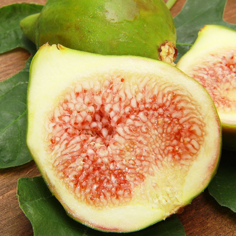 Figuier Jannot - Ficus carica  (Harvest)