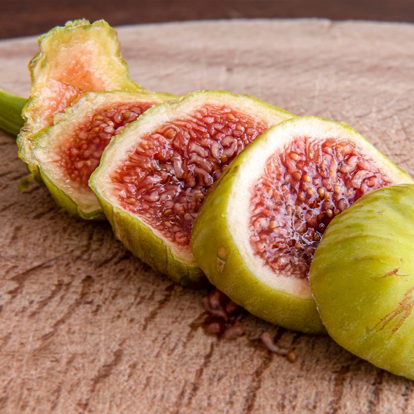 Figuier Marseillaise - Ficus carica    (Harvest)