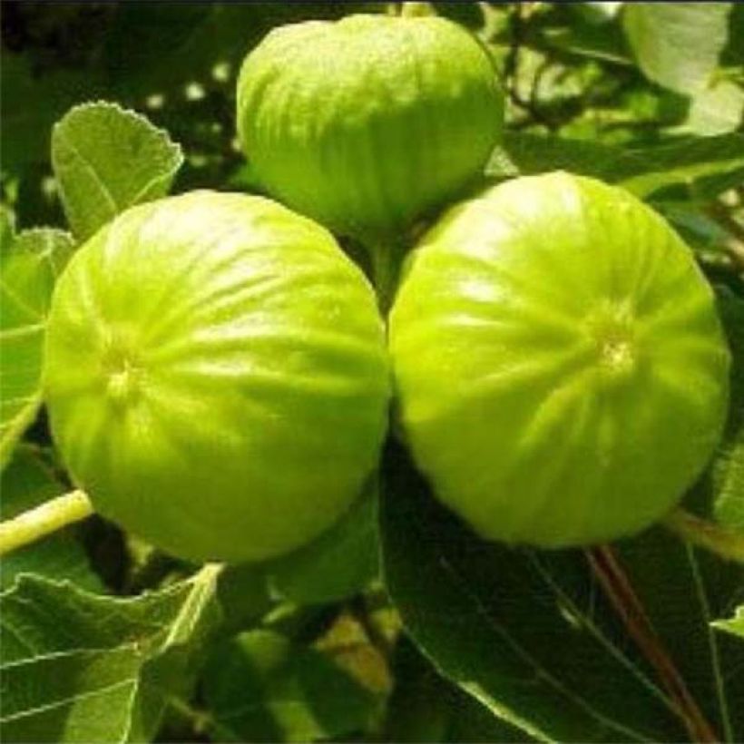 Figuier Nazareth - Ficus carica (Harvest)