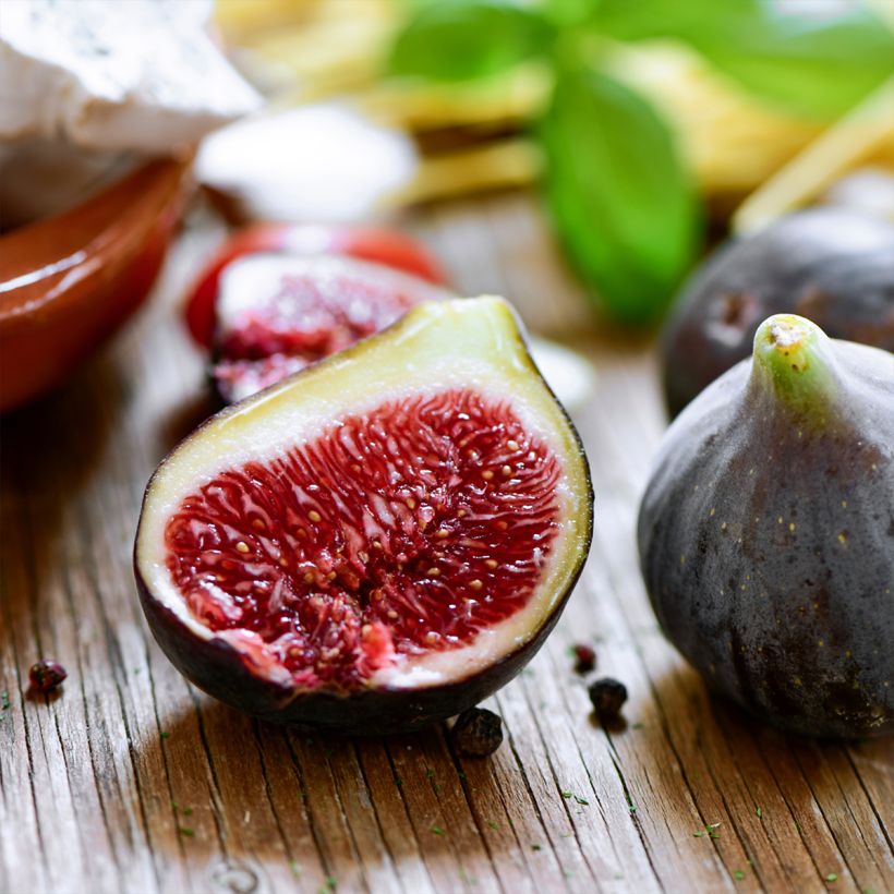 Figuier Noire de Bellone - Ficus carica (Harvest)