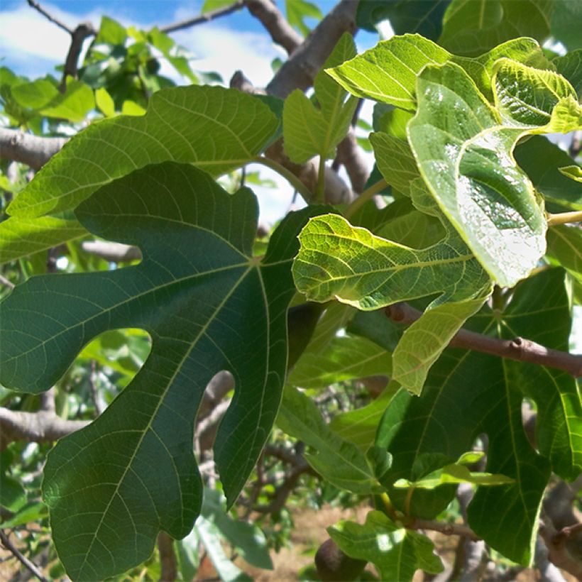 Figuier Noire de Caromb (Foliage)