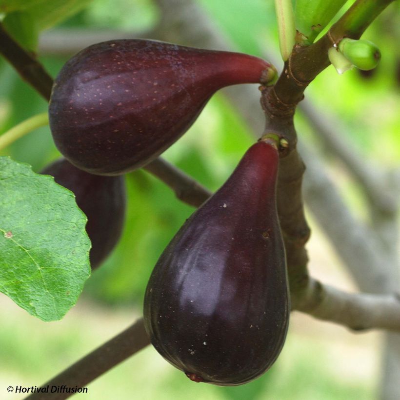 Figuier Noire de Caromb Bio (Harvest)