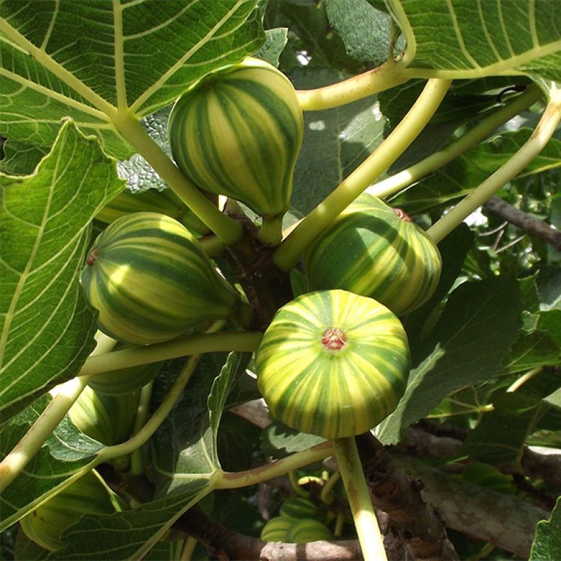Figuier Panachée (Harvest)