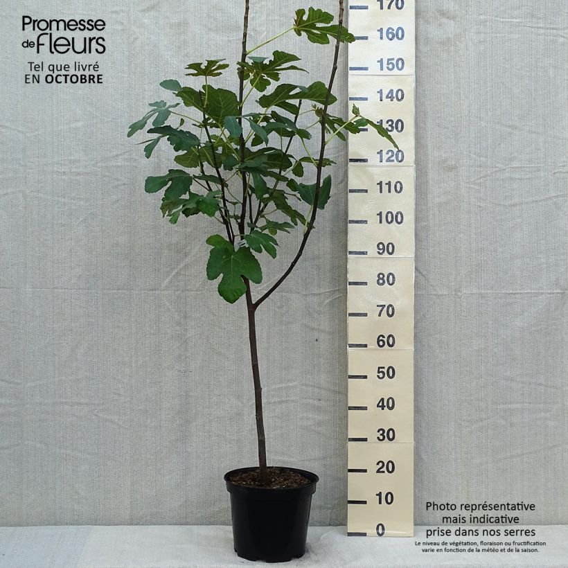 Example of Figuier Panachée Pot de 4L/5L, 1/4 de tige as you get in automne