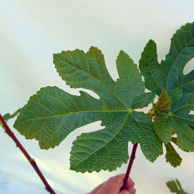Figuier Panachée (Foliage)
