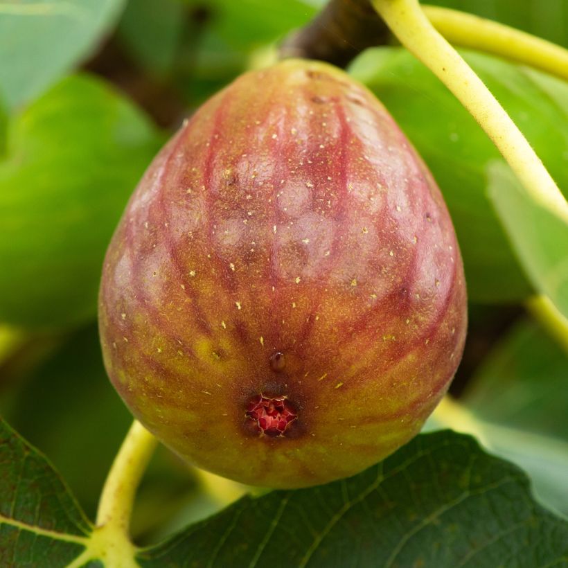 Figuier Terza - Ficus carica (Harvest)