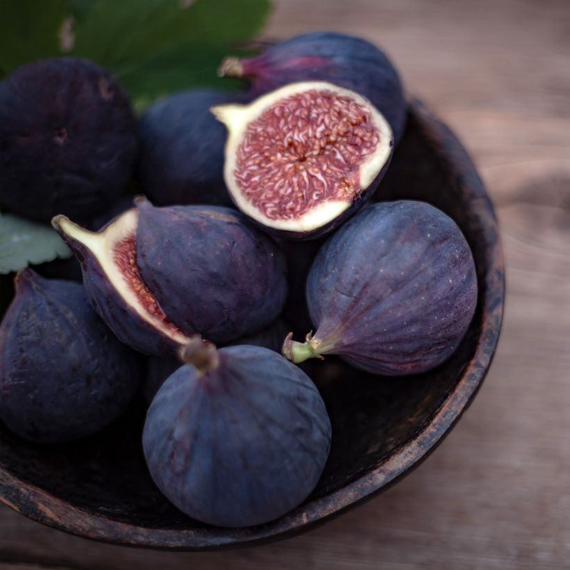 Figuier Violette D'argenteuil - Ficus carica (Harvest)