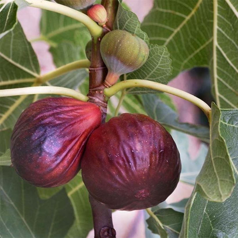Figuier Violette Dauphine Bio (Harvest)