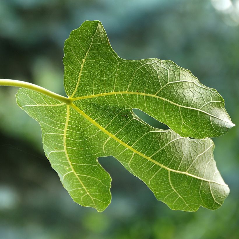 Figuier Violette Dauphine - Ficus carica (Foliage)