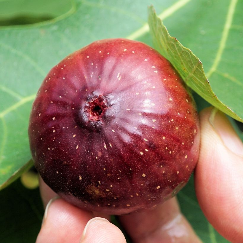 Figuier Violette Dauphine - Ficus carica (Harvest)