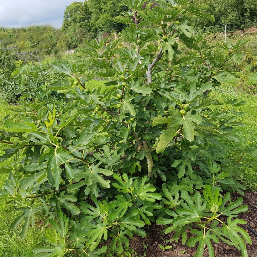 Figuier Violette Dauphine - Ficus carica (Plant habit)