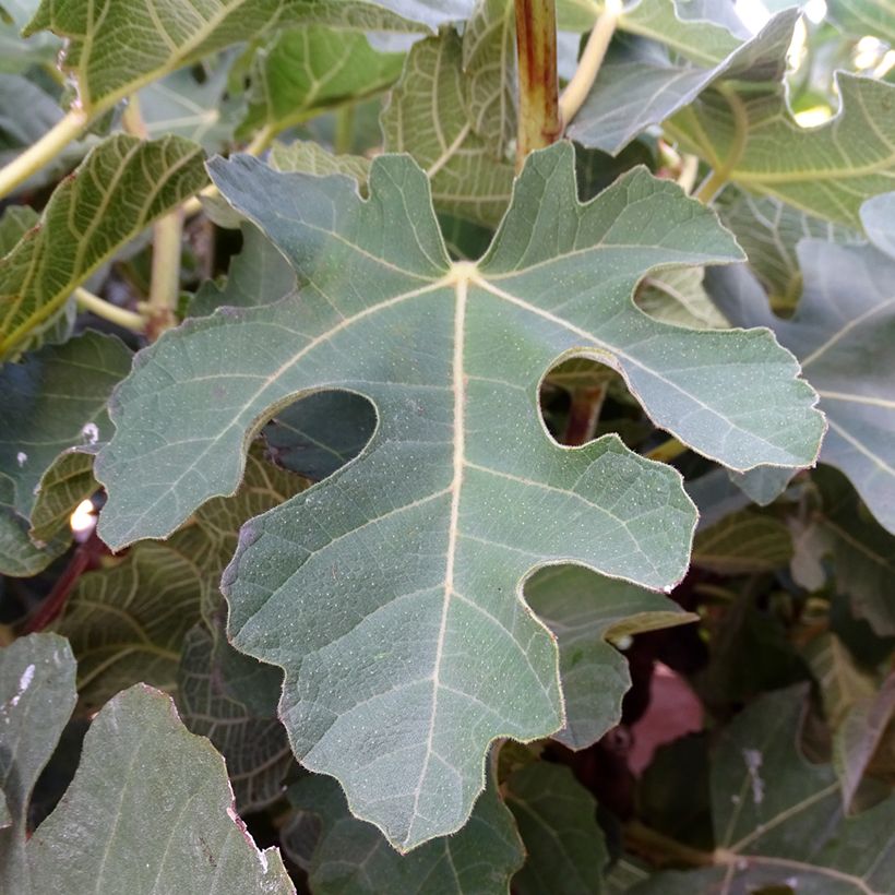 Figuier Violette Dauphine (Foliage)