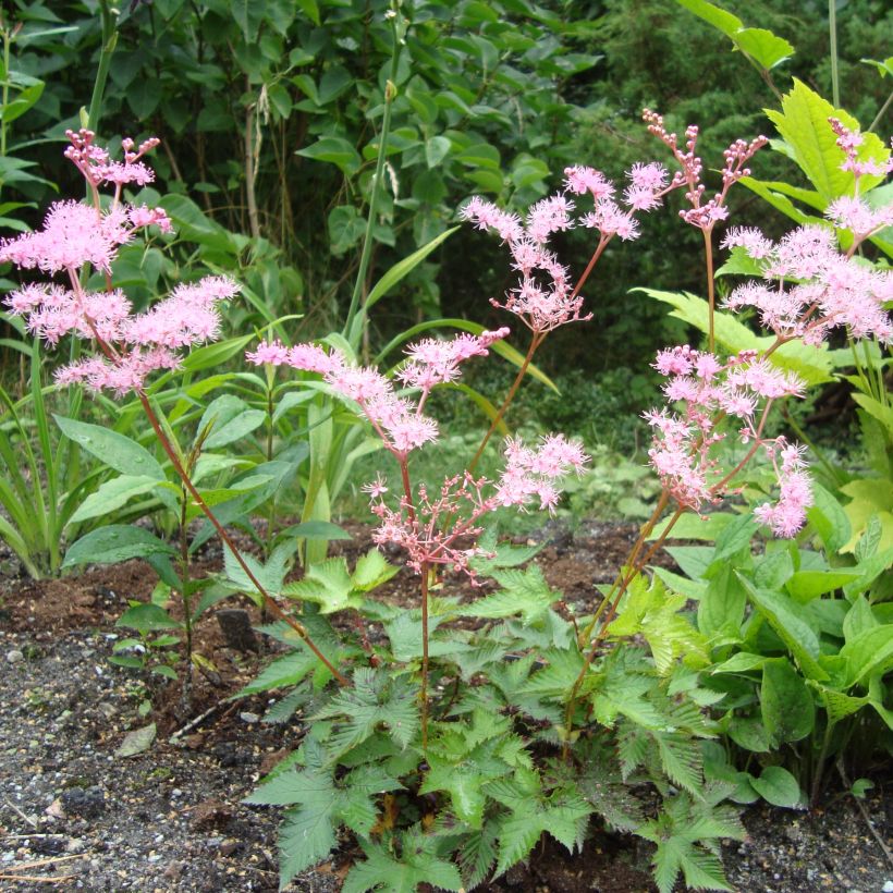 Filipendula multijuga, Reine des prés (Plant habit)