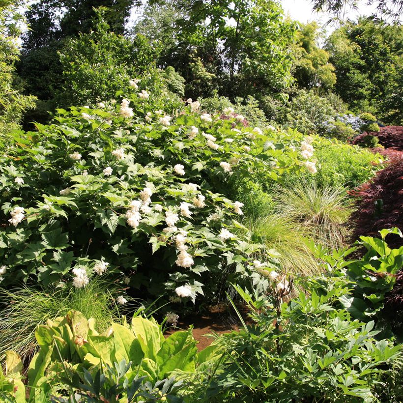 Filipendula palmata - Filipendule palmée (Plant habit)