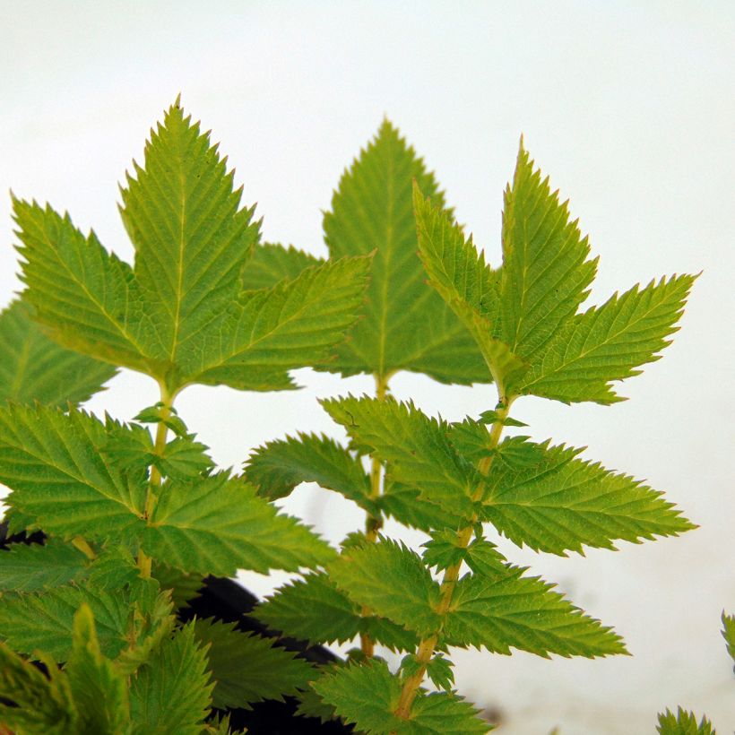 Filipendula palmata Nana - Filipendule palmée (Foliage)