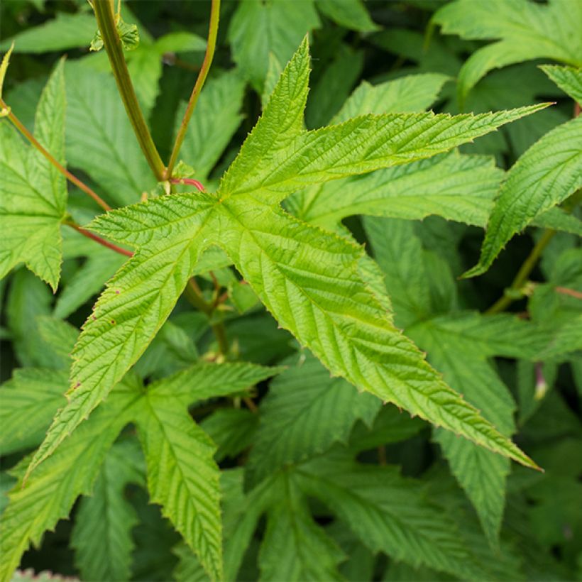 Filipendula purpurea Alba - Reine des prés (Foliage)