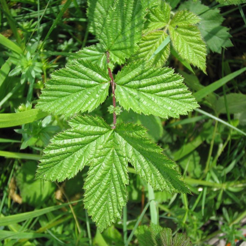Filipendula ulmaria - Reine des prés (Foliage)