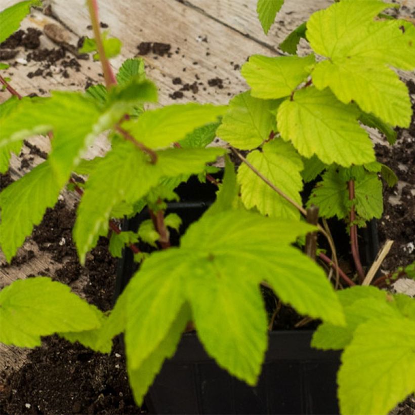 Filipendula ulmaria Aurea - Reine des prés (Foliage)