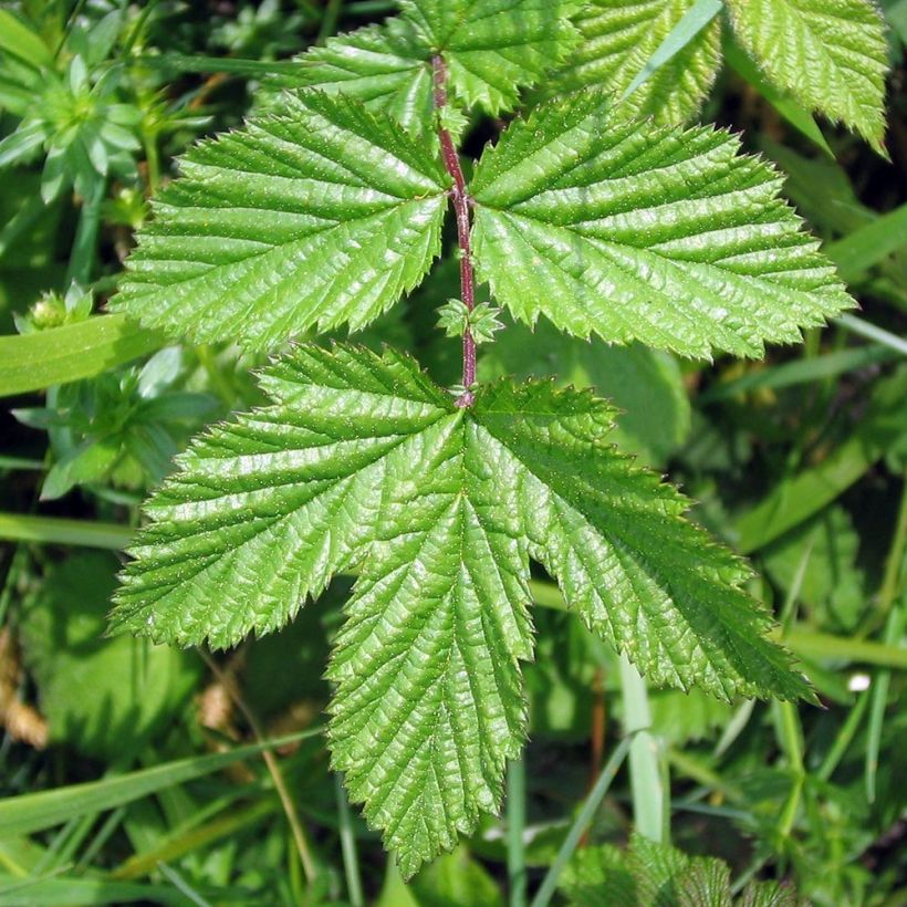 Filipendula ulmaria Rosea - Reine des prés (Foliage)