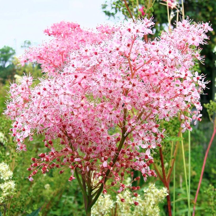 Filipendula ulmaria Rosea - Reine des prés (Flowering)