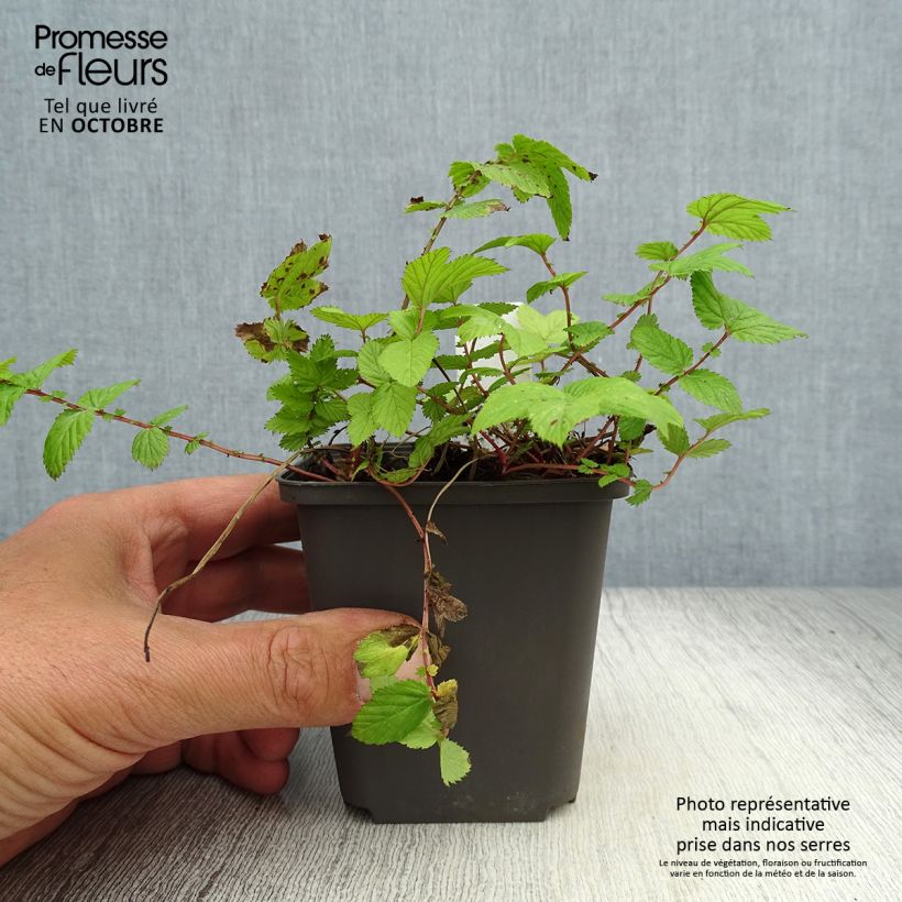 Example of Filipendula ulmaria Rosea - Reine des prés Godet de 8/9 cm as you get in automne