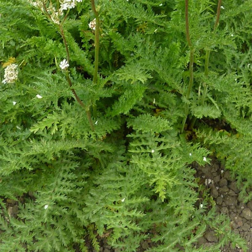 Filipendula vulgaris - Filipendule commune (Foliage)
