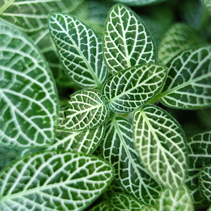 Fittonia Mini White (Foliage)