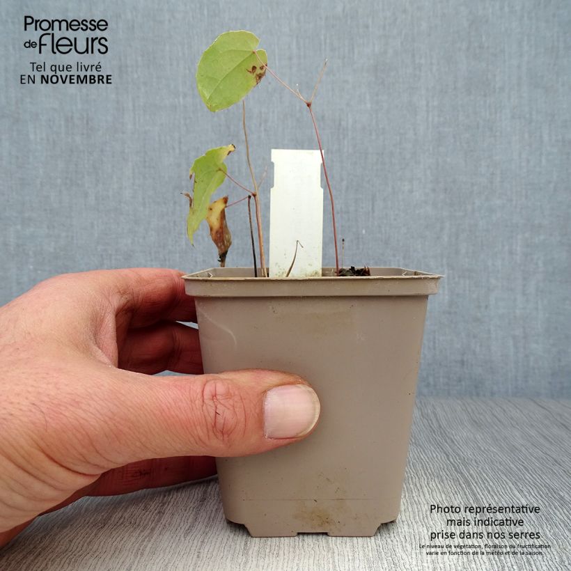 Example of Fleur des Elfes - Epimedium Domino Godet de 8/9 cm as you get in automne