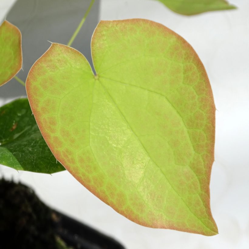 Fleur des Elfes - Epimedium x warleyense Orangekönigin (Foliage)