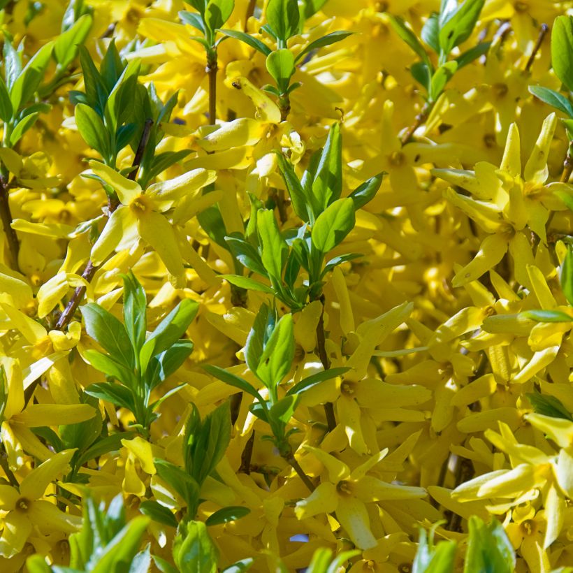 Forsythia intermedia Golden Times - Mimosa de Paris (Flowering)