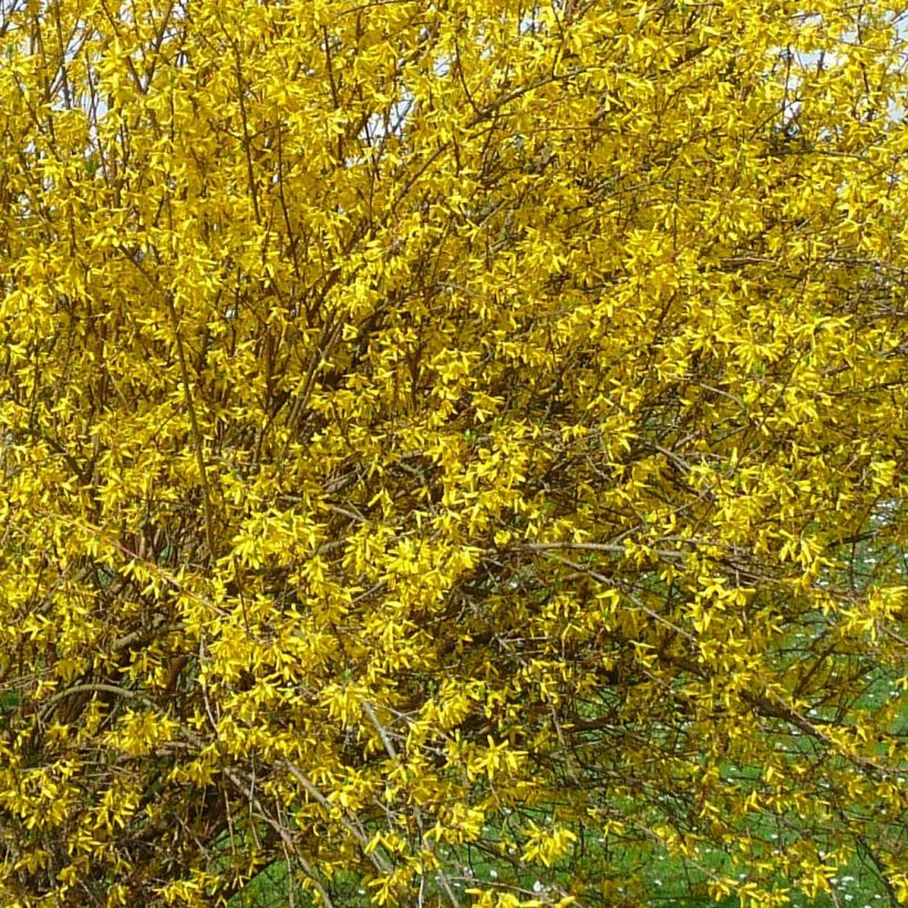 Forsythia intermedia Lyngold - Mimosa de Paris (Flowering)