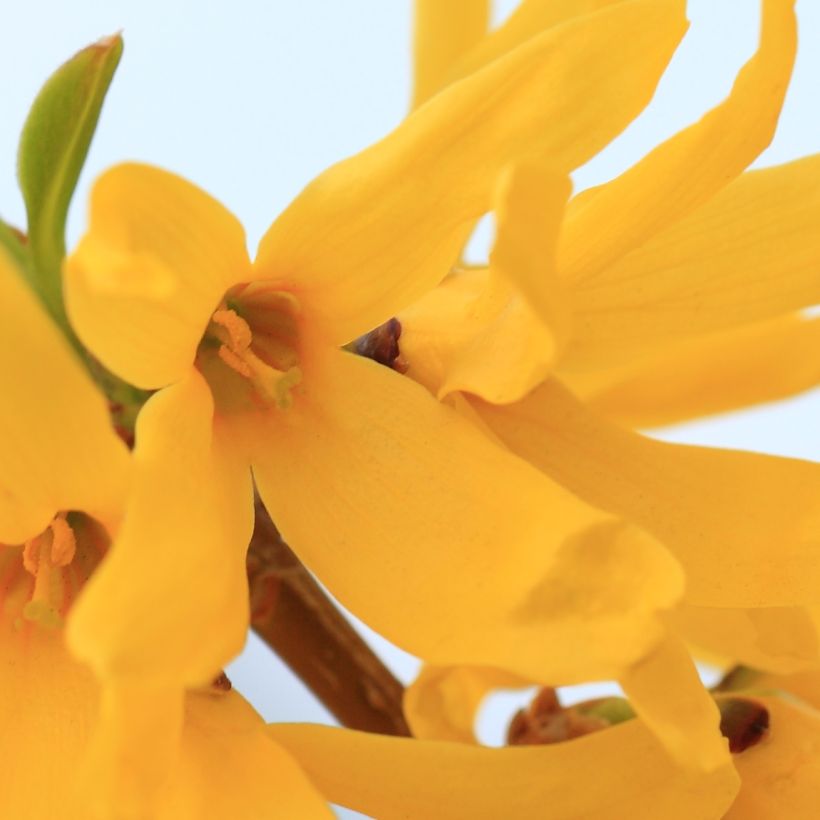 Forsythia viridissima Citrus Swizzle - Mimosa de Paris (Flowering)