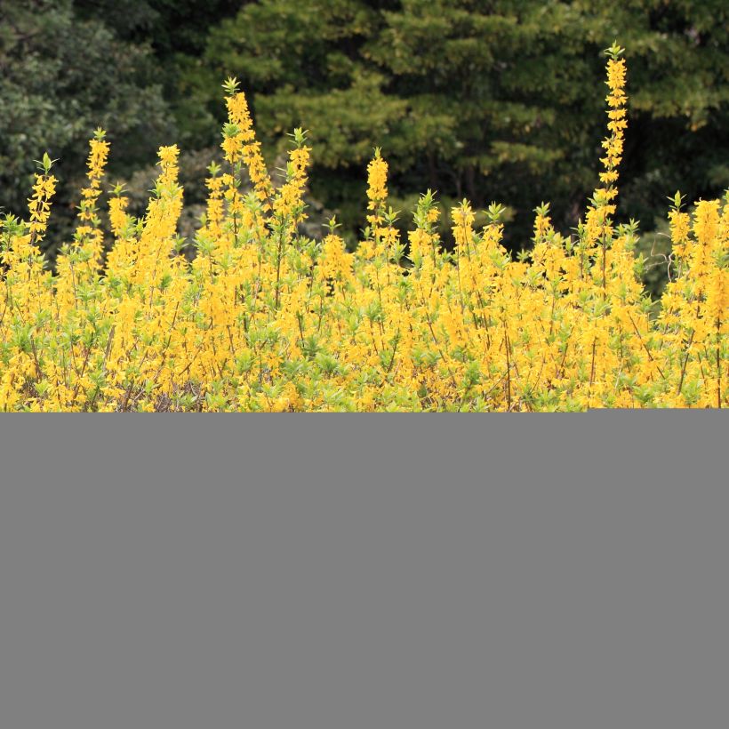 Forsythia viridissima Citrus Swizzle - Mimosa de Paris (Plant habit)