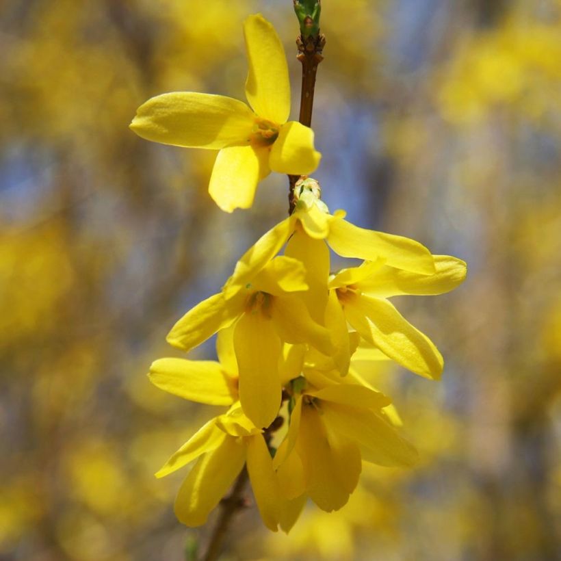 Forsythia x intermedia Gold Rausch - Mimosa de Paris (Flowering)