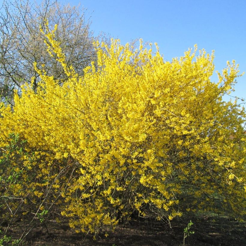 Forsythia x intermedia Gold Rausch - Mimosa de Paris (Plant habit)
