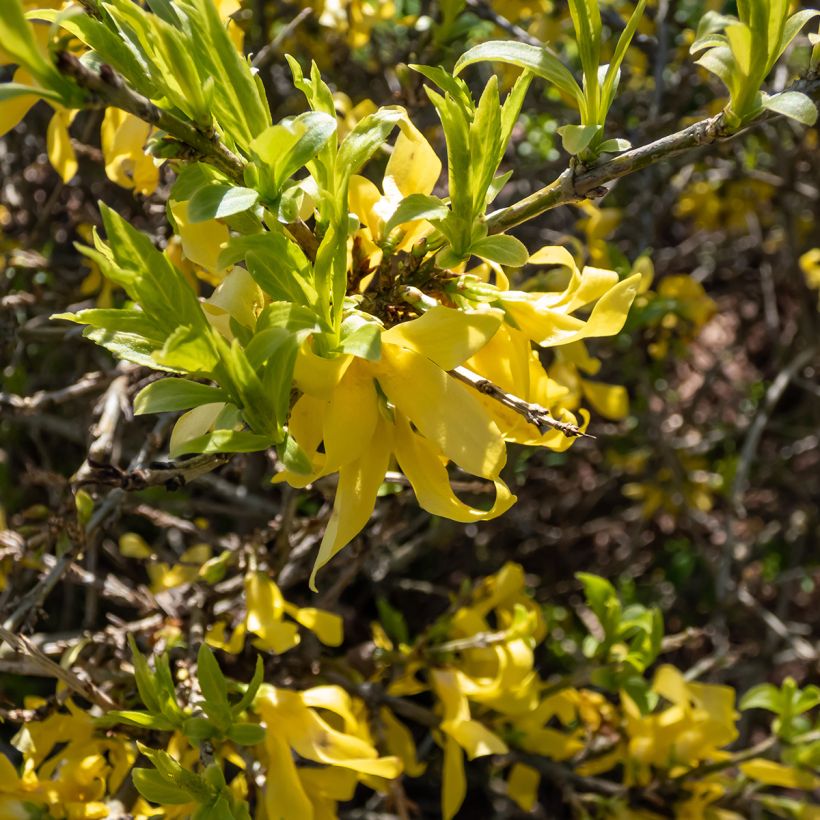Forsythia suspensa Aurea - Forsythia pleureur (Flowering)