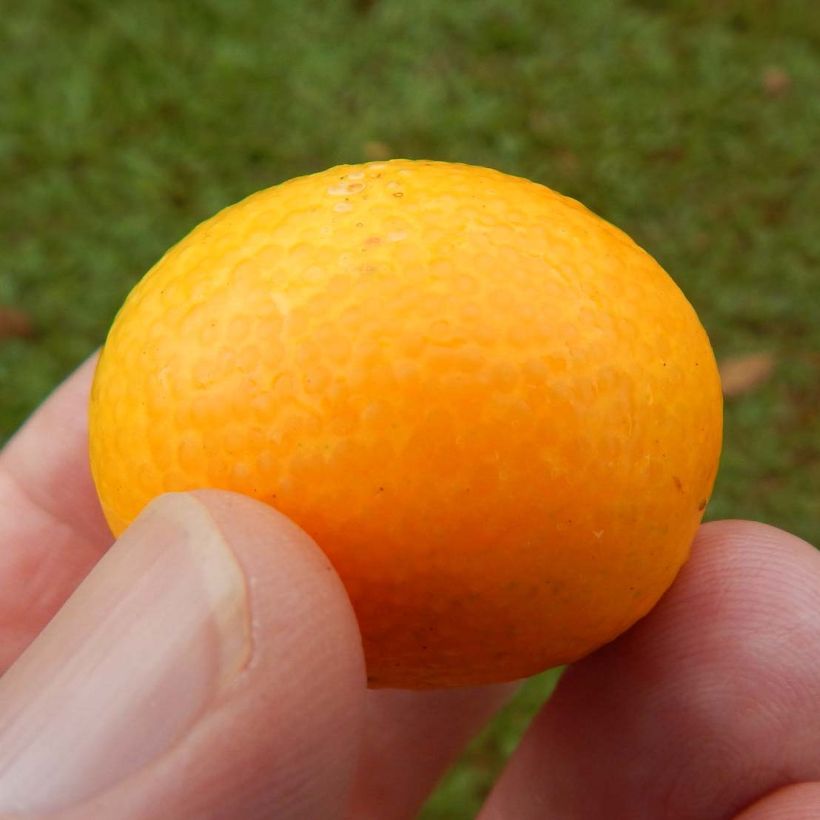 Kumquat Marumi - Fortunella japonica (Harvest)