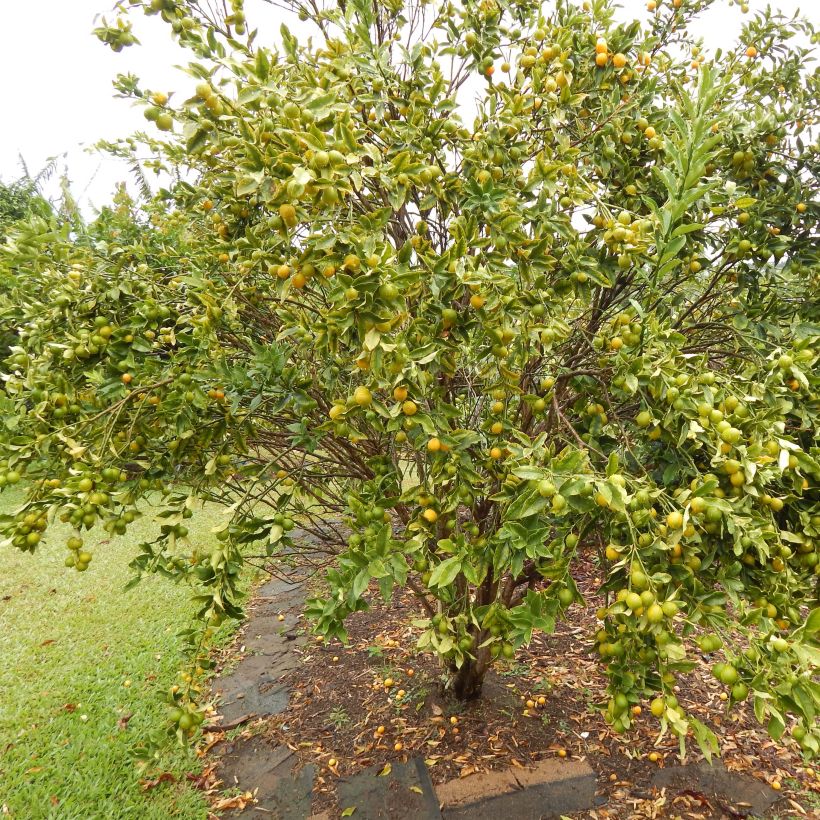 Kumquat Marumi - Fortunella japonica (Plant habit)