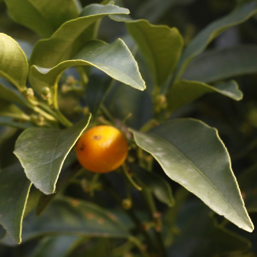 Kumquat à fruits ovales - Fortunella margarita (Foliage)