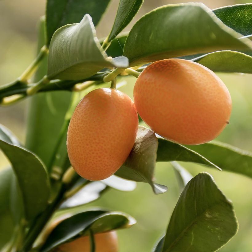 Kumquat à fruits ovales - Fortunella margarita (Harvest)