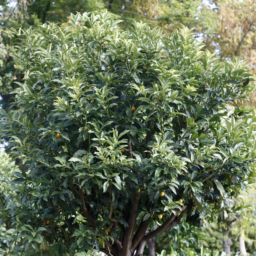 Kumquat à fruits ovales - Fortunella margarita (Plant habit)
