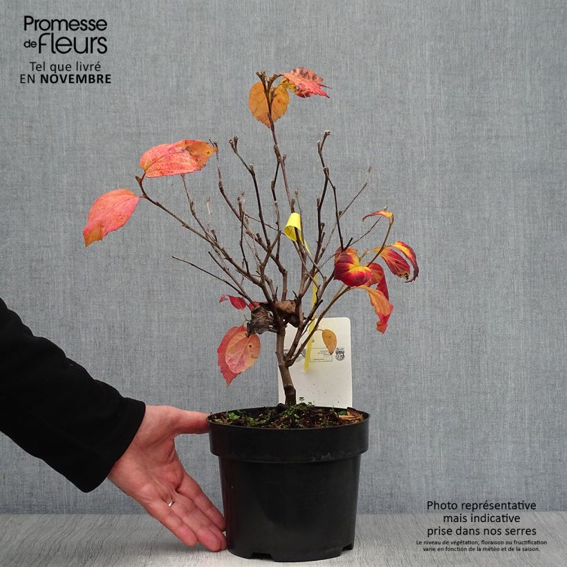 Example of Fothergilla intermedia Blue Shadow Pot de 3L/4L as you get in automne