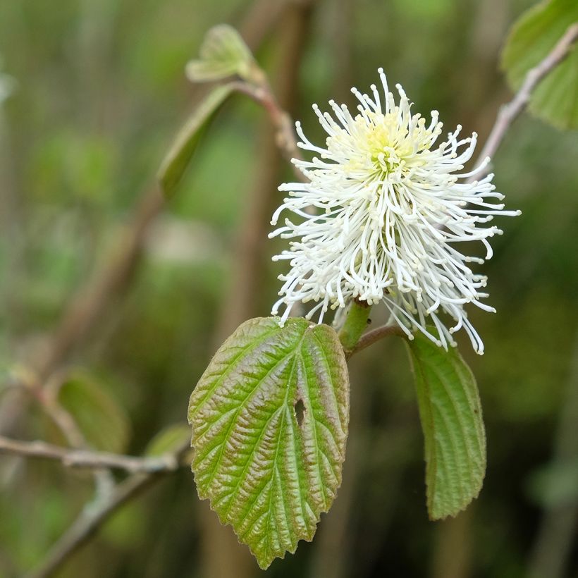 Fothergilla major - Grand Fothergilla (Flowering)