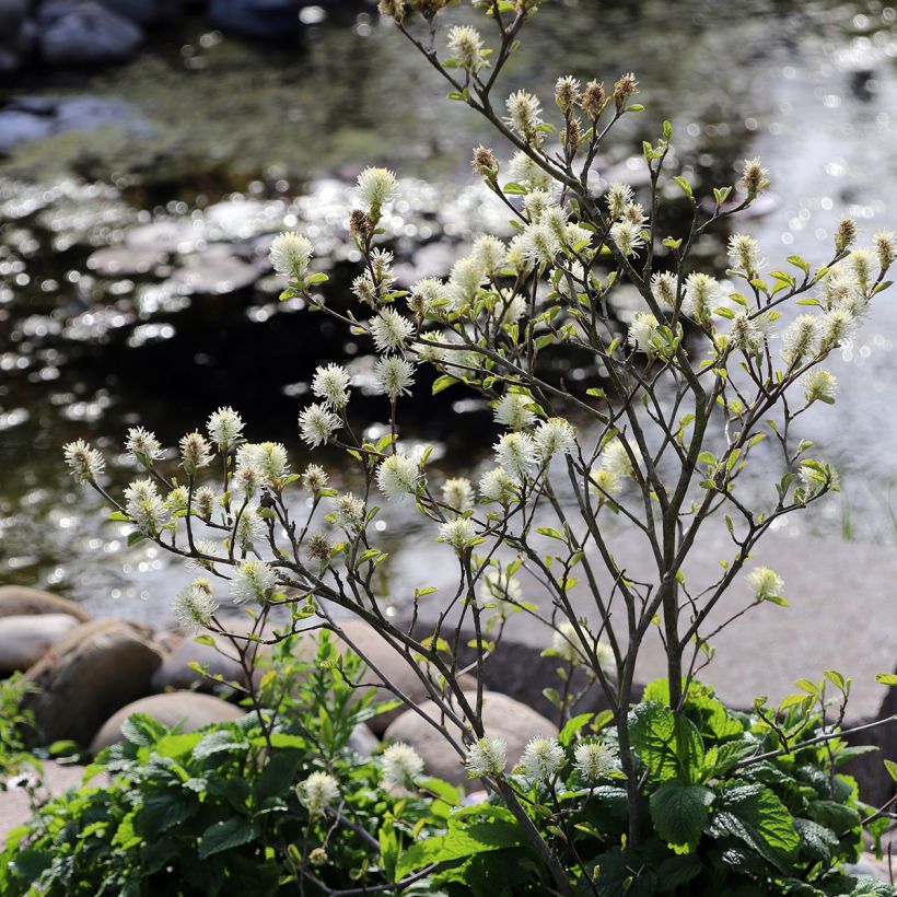 Fothergilla major - Grand Fothergilla (Plant habit)