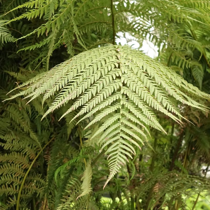 Fougère arborescente - Dicksonia antarctica (Foliage)
