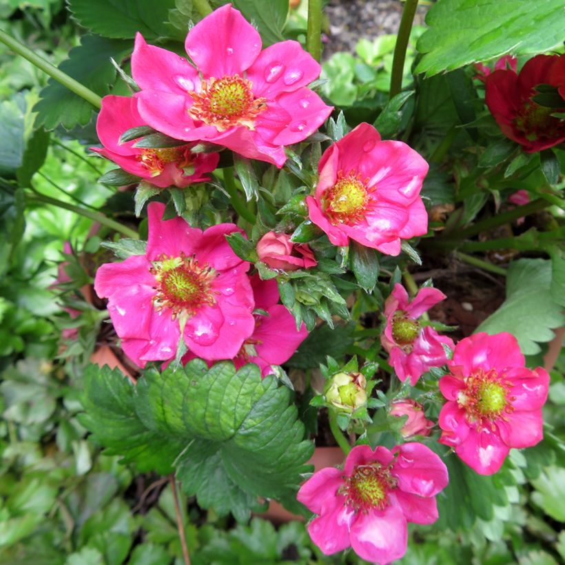 Fraisier Strawberry Ice (remontant) à fleurs roses (Flowering)