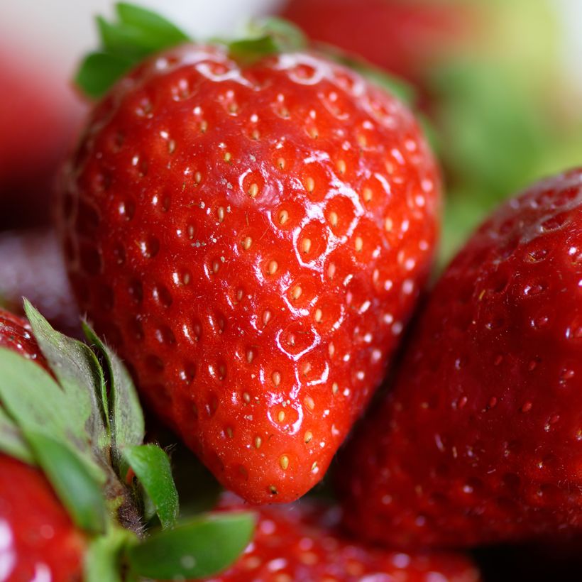 Fraisier Charlotte (Remontant) Bio (Harvest)
