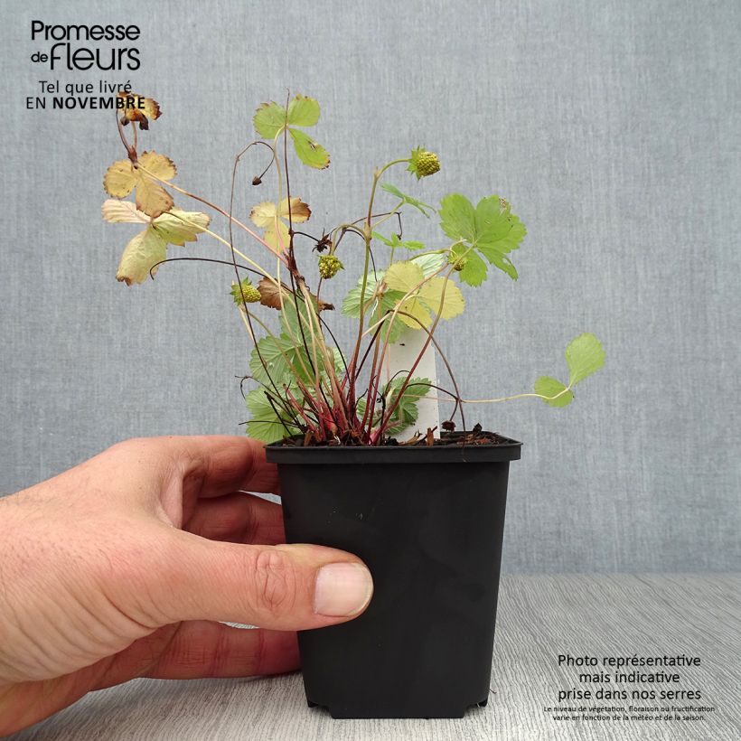 Example of Fragaria vesca Alexandria - fraisier des bois Godet de 8/9 cm as you get in automne
