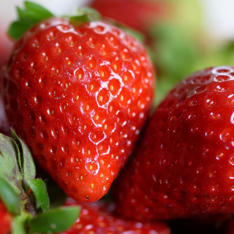 Fraisier Cirano (Harvest)
